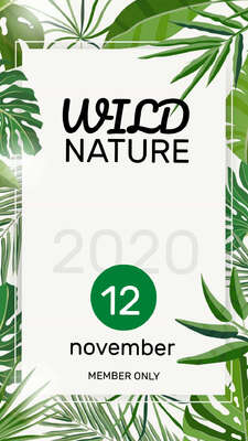 Бело зеленая сторис в стиле эко с листьями пальм для рекламы мероприятий