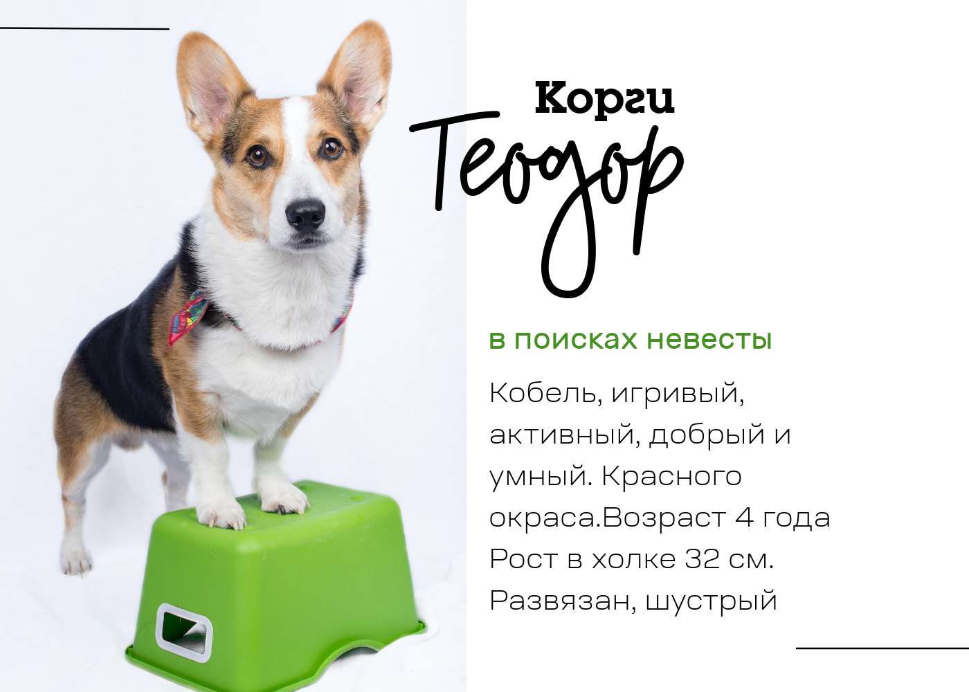 Симпатичная публикация с презентацией для собаки породы корги кардиган
