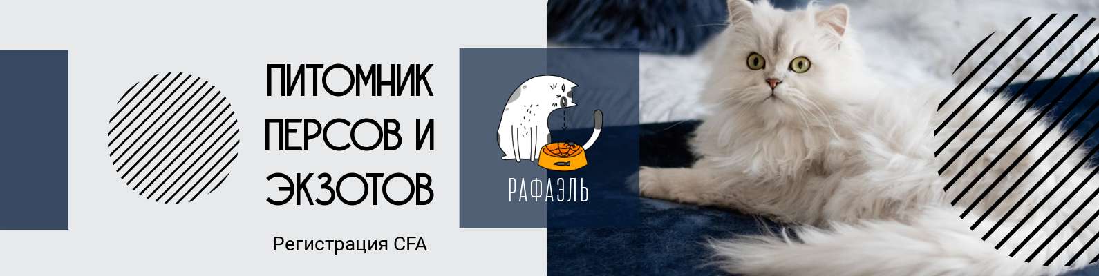 Светло-серая обложка для сообщества или группы на тему кошек с пушистым белым котиком