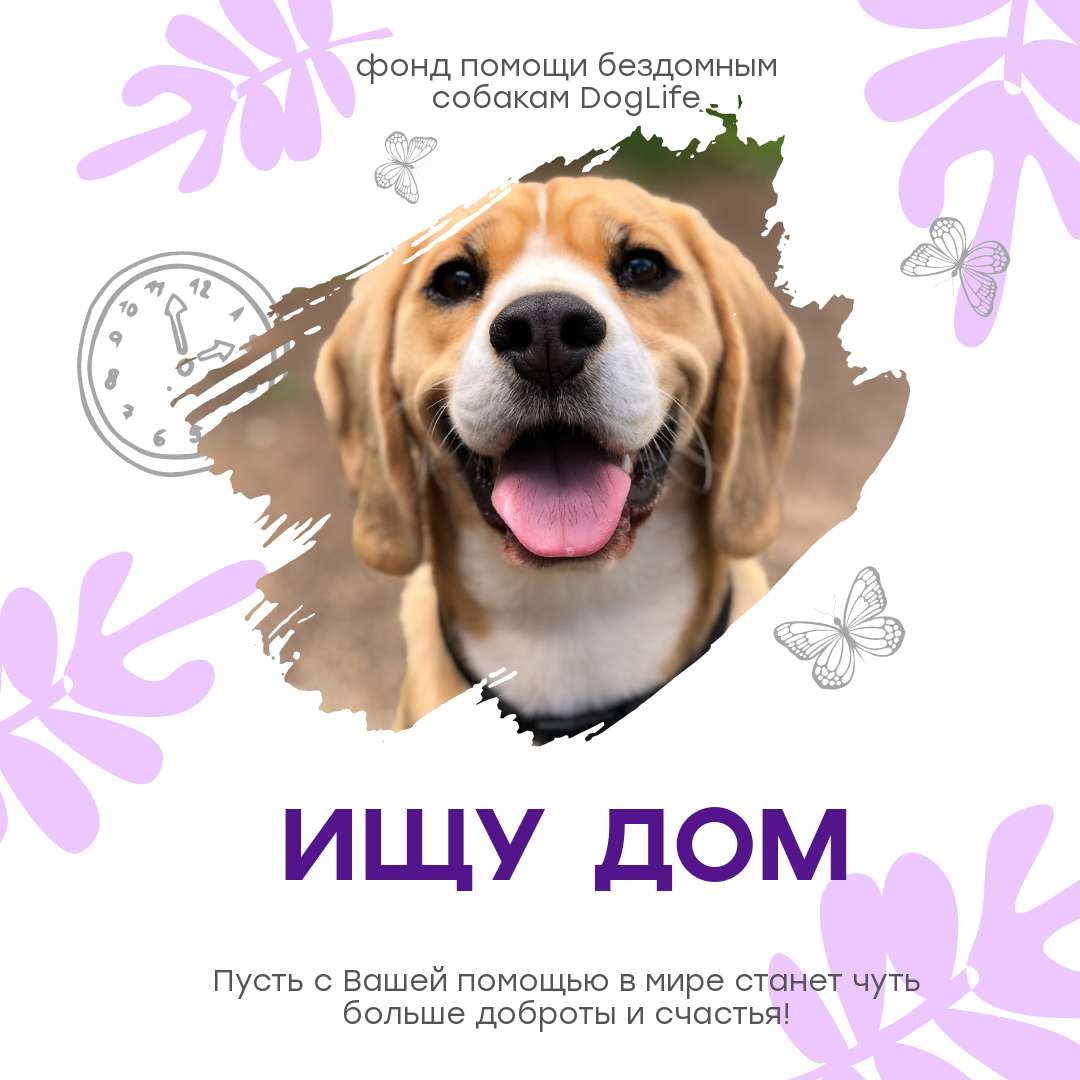 Симпатичный пост для фонда помощи бездомным животным с бело-фиолетовым оформлением и фото
