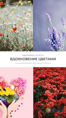 Букеты полевых цветов в сторис IG нежно-розовый, ярко-красный, светло-фиолетовый, нежно-сиреневый и разнообразие цветов