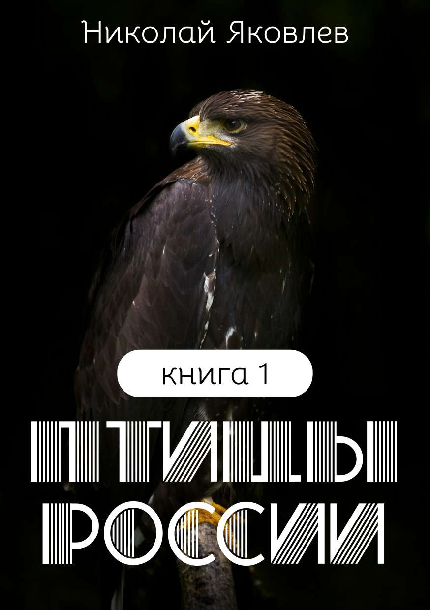 Лаконичная универсальная обложка для книги с изображением орла