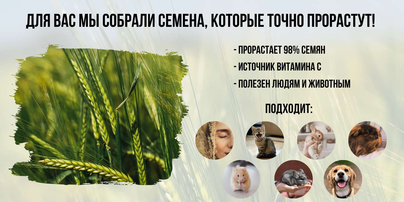 Рич-контент OZON. Овес для проращивания, для кроликов, морских свинок, хомяков.