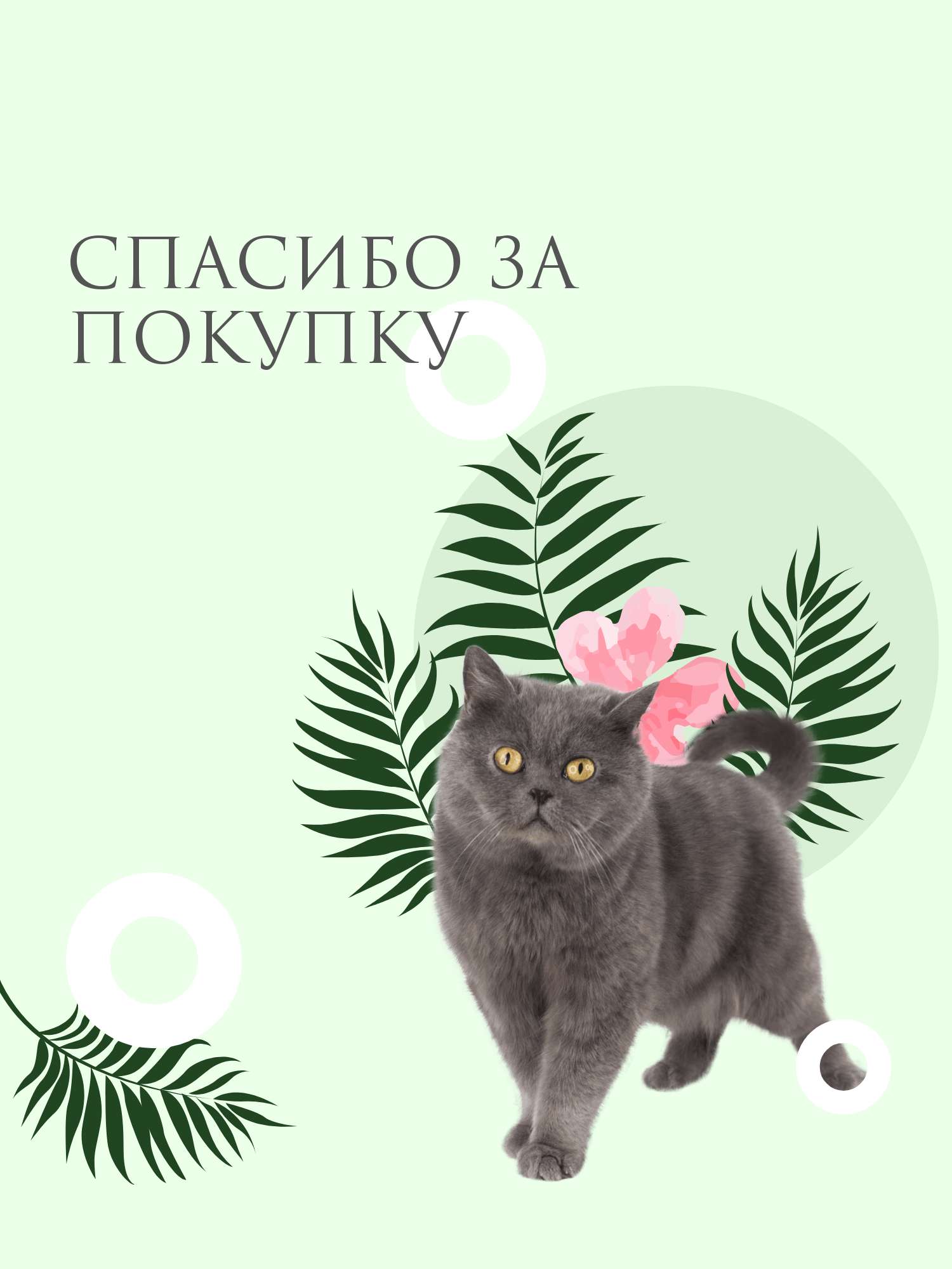 Забавная открытка с котиком и папоротниками на нежно-голубом фоне