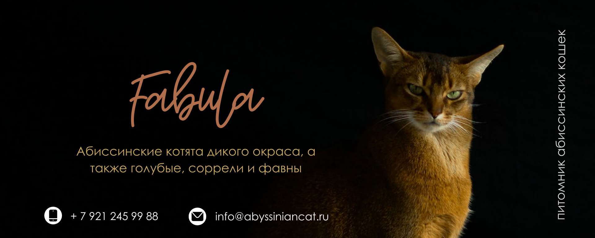 Темная обложка сообщества ВК для питомника абиссинских кошек