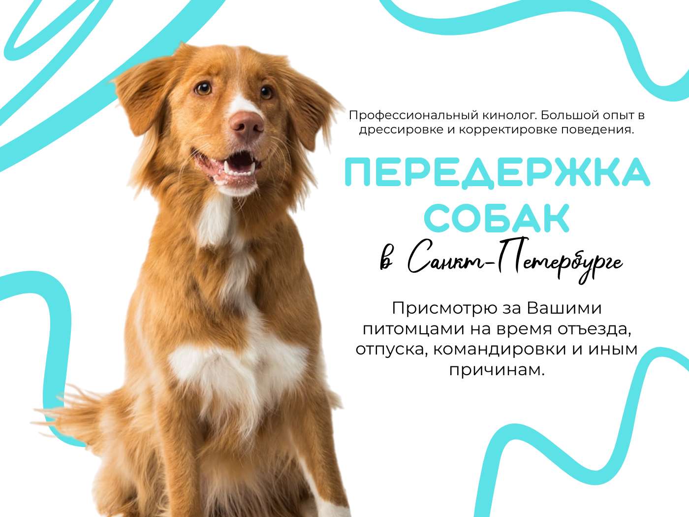 Горизонтальный пост для ВК с фотографией коричневой собаки на белом фоне
