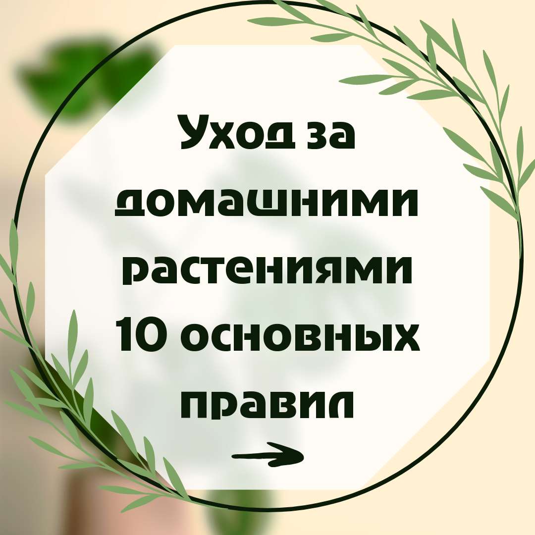 Милый информационный пост в нежных светло-зеленых цветах, об уходе за домашними растениями, 10 основных правил
