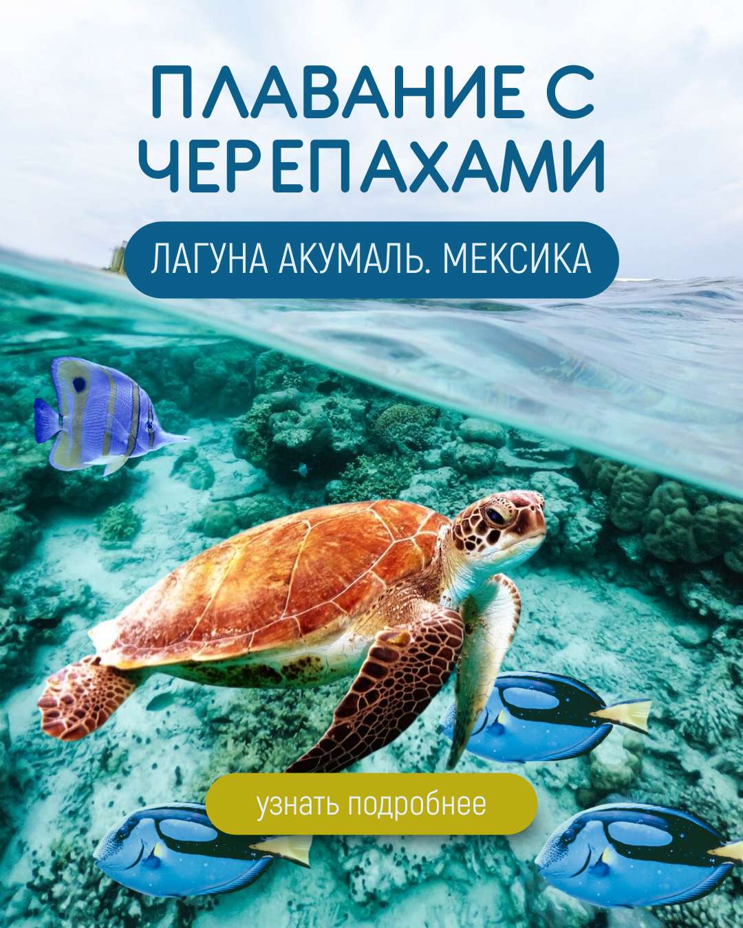 VK Реклама в голубом дизайне, плавание с черепахами